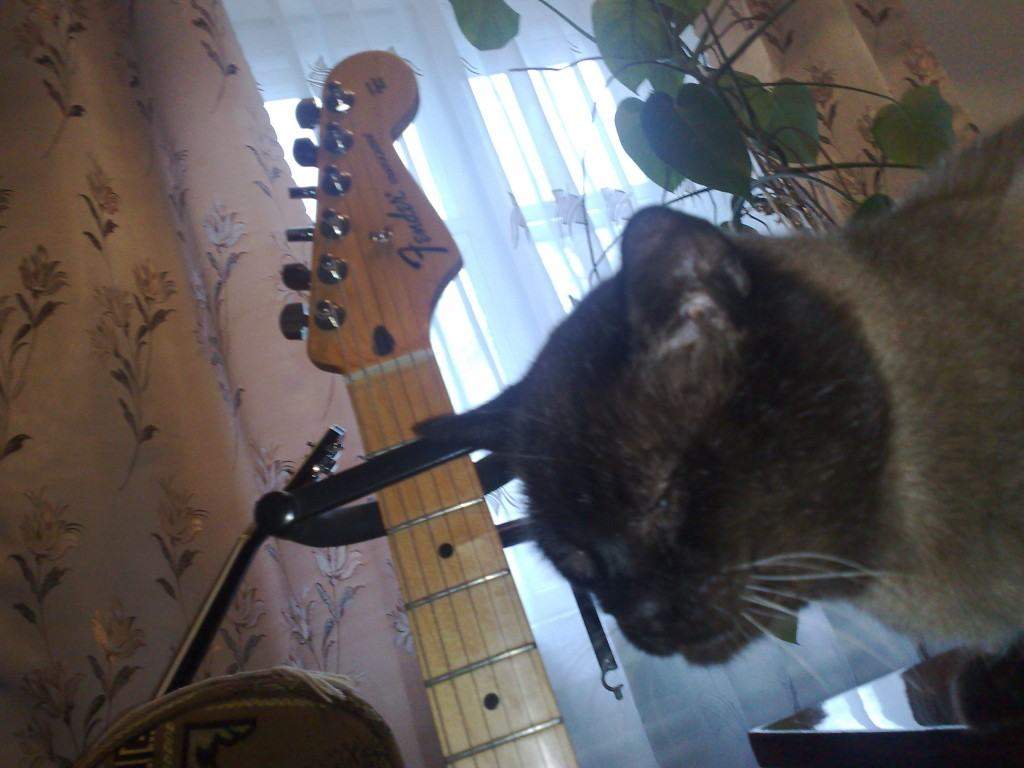 Обзор Fender Stratocaster (Made in Mexico '2010, фото, видео) 979198-6