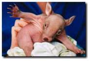 wombat_05.jpg