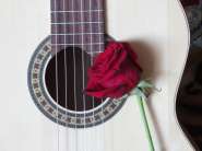 Обзор классической гитары F-122 от Forest Group 1108530-10