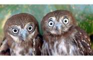 Pygmy-Owls_1386404i.jpg