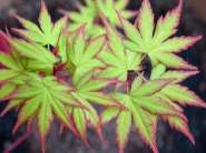 Acer_palmatum_sango_kaku.jpg