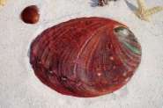 red abalone.jpg