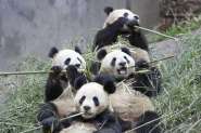 1307369139_1307013783_01pandaseatingbamboo.jpg