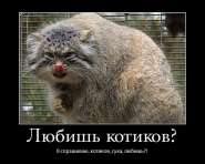 manul_04.jpg