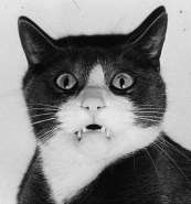 cat_gif_02_13.jpg