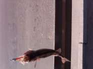 IMG00048-20140329-1313.jpg