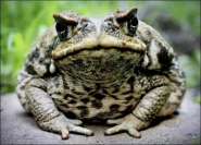 cane-toad-picture.jpg