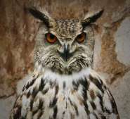 bubo_bubo_eurasian_eagle_owl_001.jpg