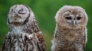 facts_about_owls_10.jpg
