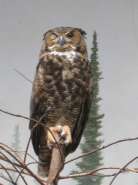 great-horned-owl02.jpg