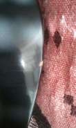 IMG_23-05-2012_084111.jpg