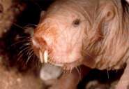 heterocephalus_glaber_600.jpg