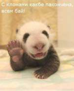 Panda_Hello2.jpg