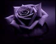 Purple rose.jpg