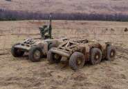 mule6.jpg
