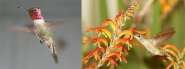 calypte_anna_male_&_female_600.jpg