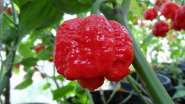 800px-Trinidad_Moruga_Scorpion_1.jpg