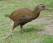 739px-Weka_(bird).jpg