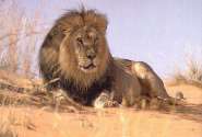 lion11.jpg