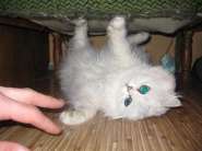 IMG_0739 (������).jpg