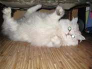 IMG_0741 (������).jpg