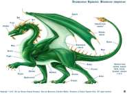 les13-Dragons_Morphology.jpg