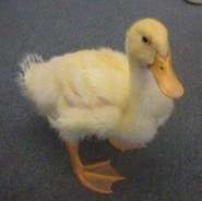 duck.jpg