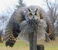 owl-threat-display-cp-to-mothman-sketch.jpg