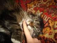 My Cat Black Lips.jpg