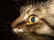 My Cat Running At Night.jpg