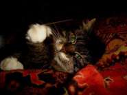 My Cat Waking Up.jpg