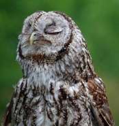 _Owl.JPG