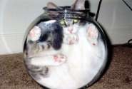 cats_suN.jpg
