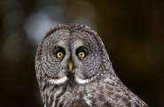 great-gray-owl.jpg
