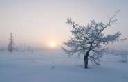 forest_winter_0061.jpg