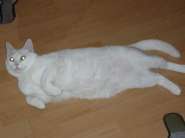 Жывотная галерея. Только фотки только своего(своих) жывотных 281158-0