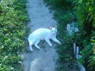 Жывотная галерея. Только фотки только своего(своих) жывотных 281160-1