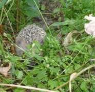 Жывотная галерея. Только фотки только своего(своих) жывотных 281162-2