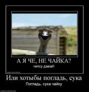 67040_ili-hotyibyi-poglad-suka.jpg