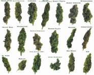 Marijuana_marijuana_464148_640_512.jpg