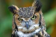 greathornedowl.jpg