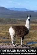 llama.jpg