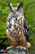 eagle-owl_53872t.jpg