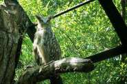 800px-Bubo_blakistoni_-Kushiro_Zoo_-Japan-8a.jpg