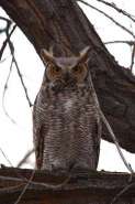 400px-Great_Horned_Owl_in_Winter.jpg