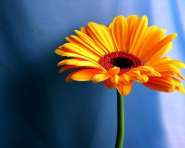 1253125542_flowers_igor_nko_44.jpg