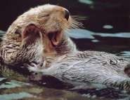 otter02.jpg