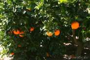 orange power amps.jpg