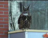 OWL1.JPG