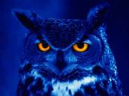 1501night_owl_1.jpg